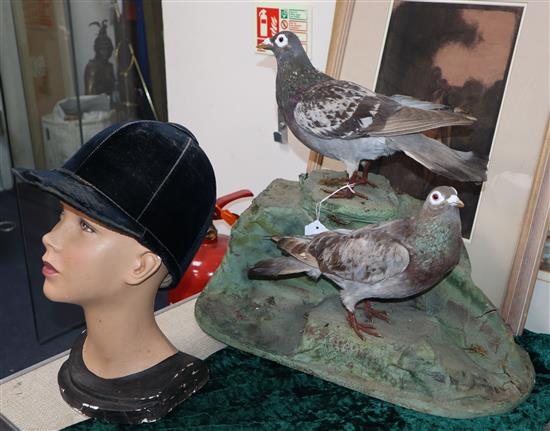 A taxidermic group of two wood pigeons, together with a mannequin female head and riding hat